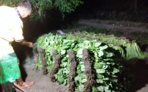 Vùng rau VietGAP: Trồng, phun thuốc, bán... không ăn